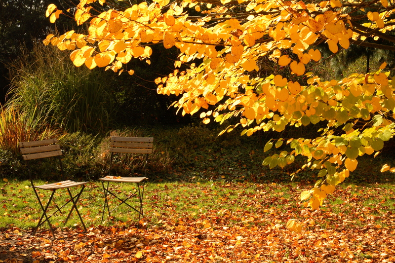 garden care garden